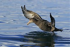 Northern Giant-Petrel